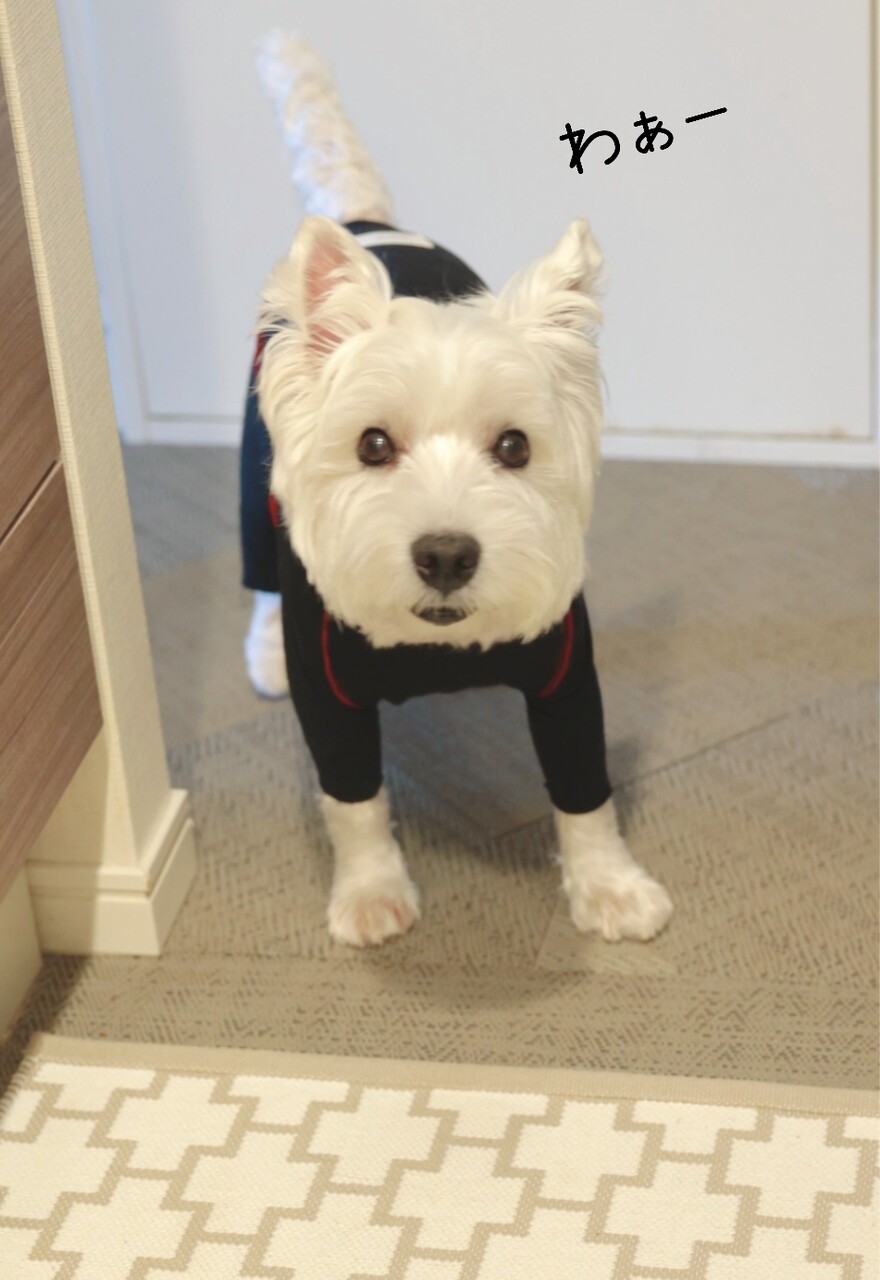 その食欲は ステロイドのせい じゃないか W たかシェフのおうちごはん と 白い犬 と チワワ Powered By ライブドアブログ