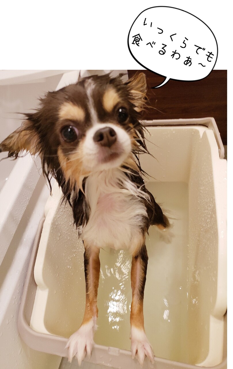 チワワ やせっぽち たかシェフのおうちごはん と 白い犬 と チワワ Powered By ライブドアブログ
