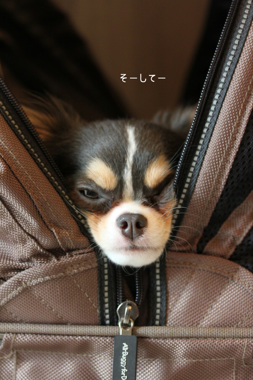 名は、まだない。 : たかシェフのおうちごはん。と、白い犬。と