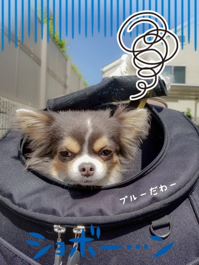 チワワ
