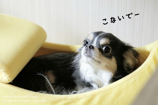 【チワワ】ニューバナナ