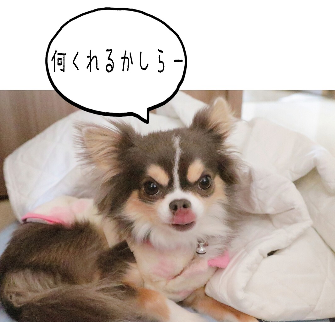 チワワ やせっぽち たかシェフのおうちごはん と 白い犬 と チワワ Powered By ライブドアブログ