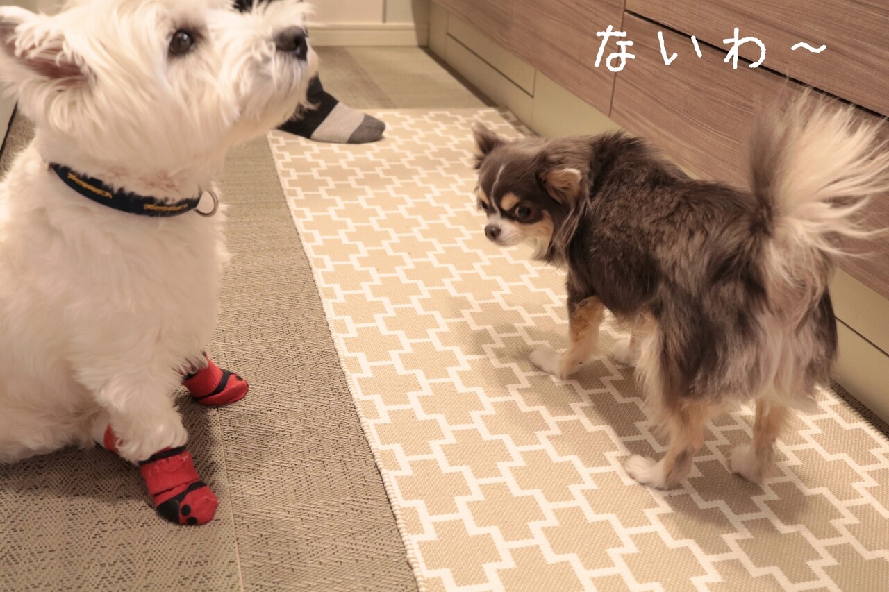 ウエスティ チワワ 飼い主 犬にあやつられる たかシェフのおうちごはん と 白い犬 と チワワ Powered By ライブドアブログ ウエスティ チワワ 飼い主 犬にあやつられる たかシェフのおうちごはん と 白い犬 と チワワ Powered By ライブドアブログ