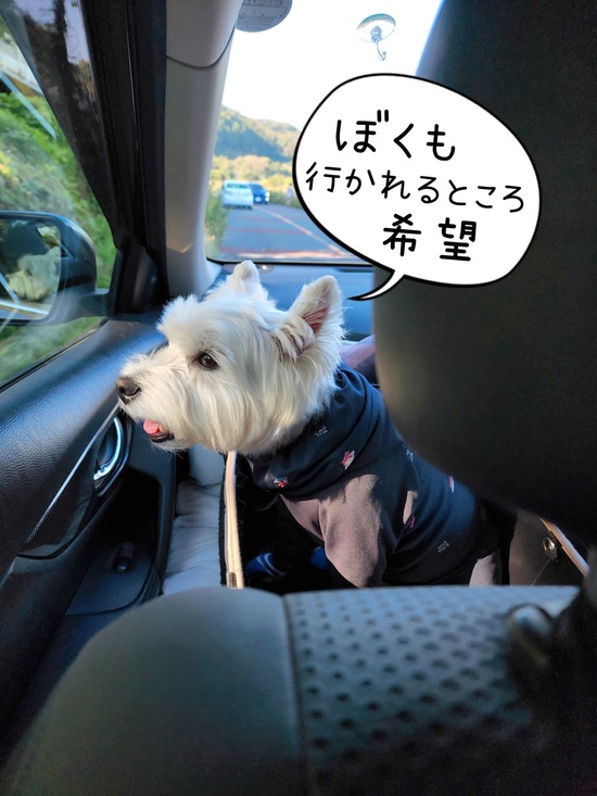 22-10-30-19-04-05-442_deco