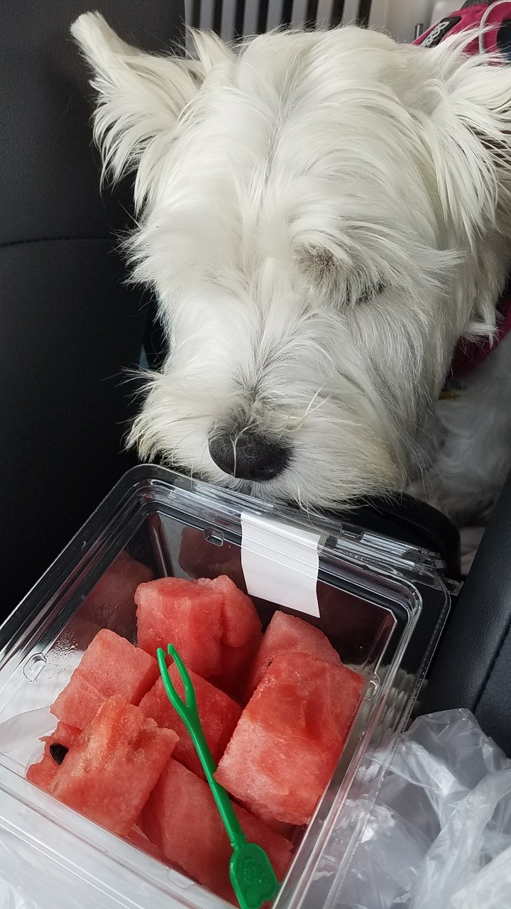 犬旅余韻 たかシェフのおうちごはん と 白い犬 と チワワ Powered By ライブドアブログ 犬旅余韻 たかシェフのおうちごはん と 白い犬 と チワワ Powered By ライブドアブログ