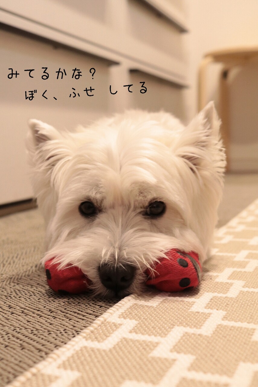 ウエスティ チワワ 飼い主 犬にあやつられる たかシェフのおうちごはん と 白い犬 と チワワ Powered By ライブドアブログ ウエスティ チワワ 飼い主 犬にあやつられる たかシェフのおうちごはん と 白い犬 と チワワ Powered By ライブドアブログ