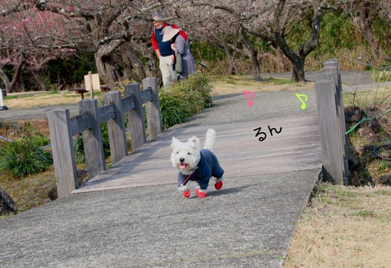 【犬と】小田原さんぽ　後半