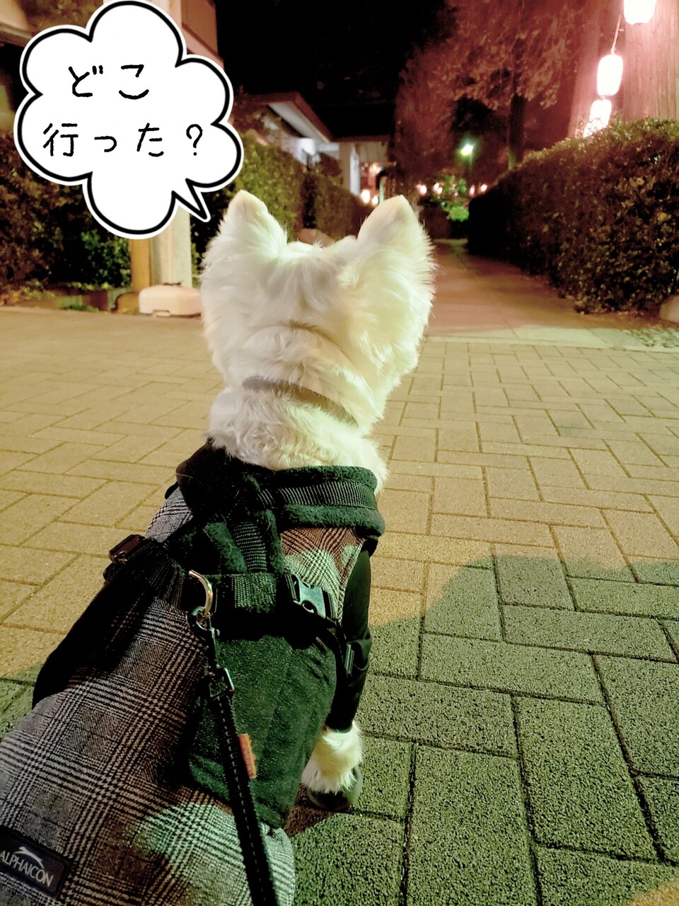 初詣 たかシェフのおうちごはん と 白い犬 と チワワ Powered By ライブドアブログ 初詣 たかシェフのおうちごはん と 白い犬 と チワワ Powered By ライブドアブログ