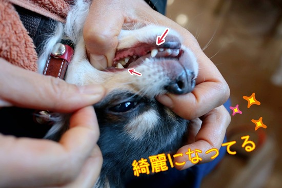 歯石除去再開。