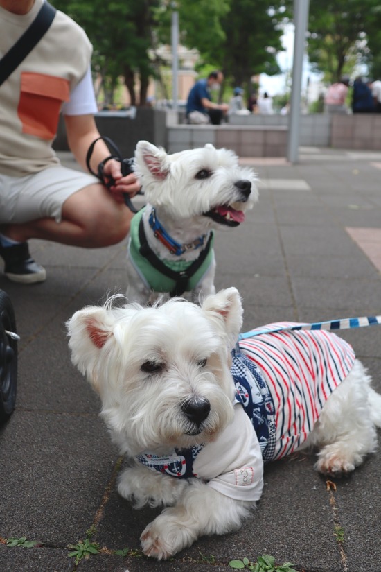 21-06-17-19-51-04-216_deco