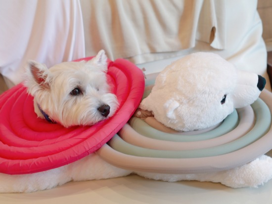 寄り添う犬