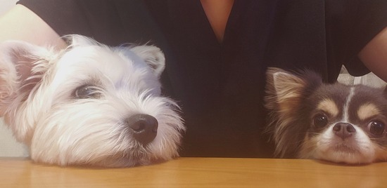 【チワワ＆ウエスティ＆飼い主】ただいま～