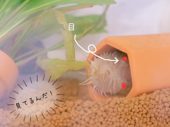 【水槽ワールド】緊張するでっかい君。