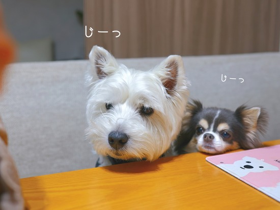 26-02-04-09-16-49-339_deco