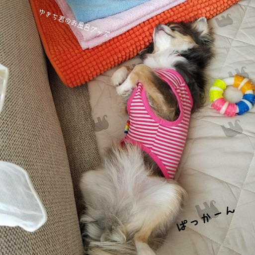 爆睡チワワ