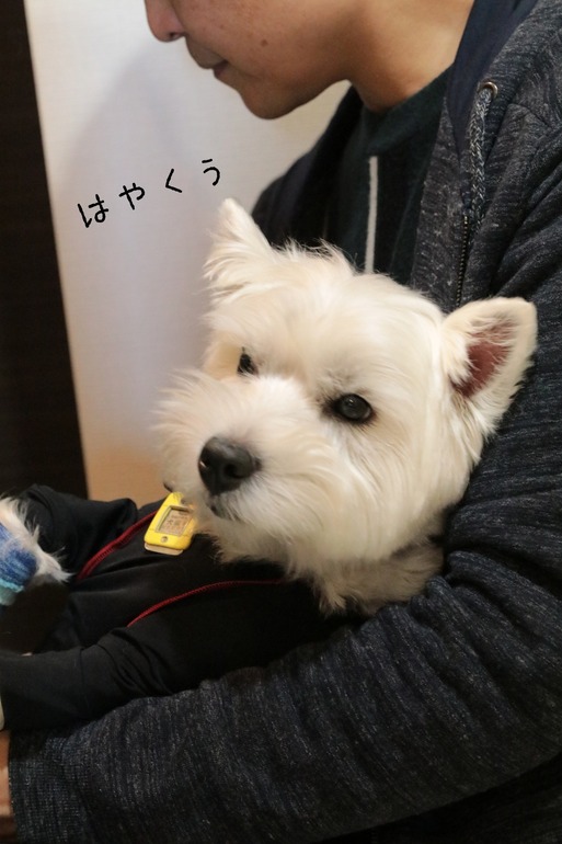 【ウエスティ】散歩・・いくよ。