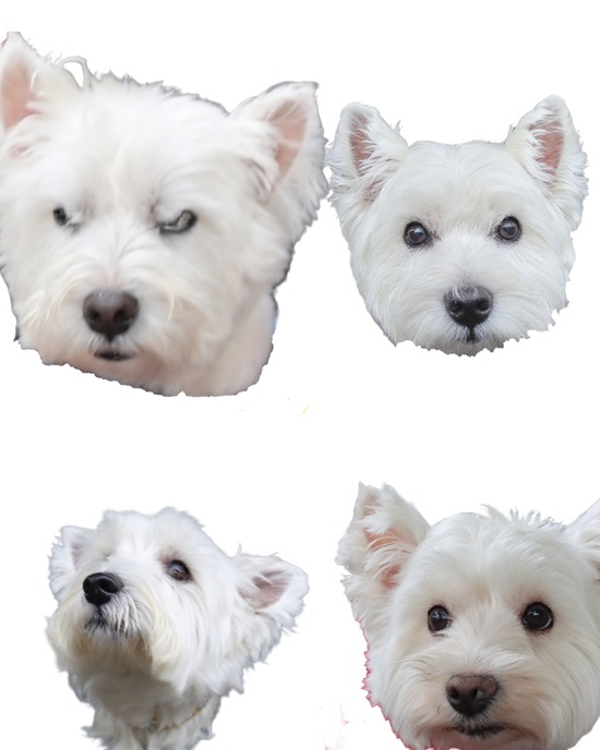 ウエスティだらけのWP2025｜10年目でもわからない!? お友達一致の難しさ