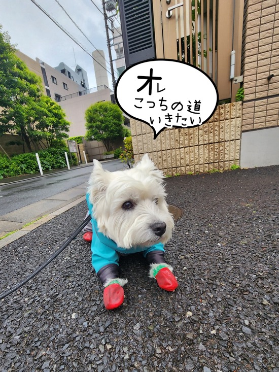 飼い犬の苦悩　(大袈裟だな)