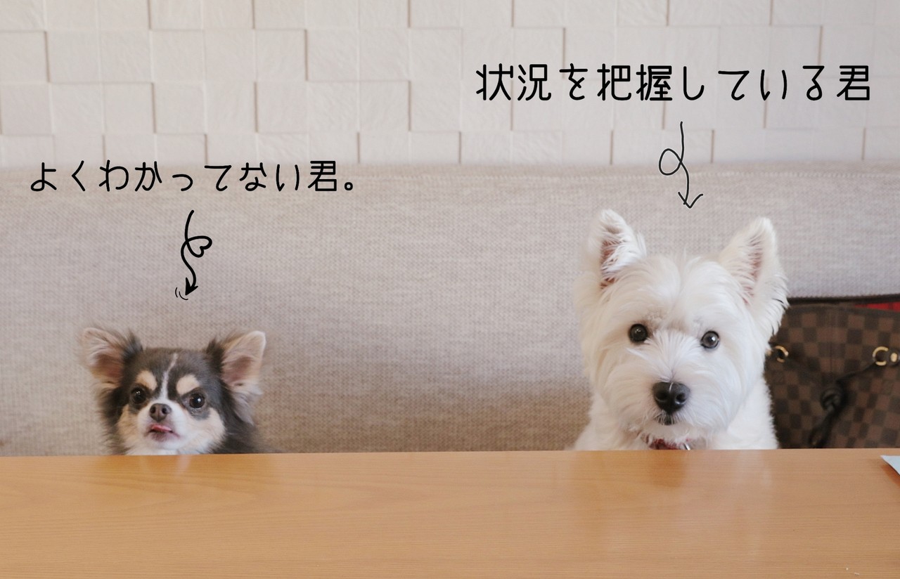 チワワ ウエスティ まりちゃんとゆきち君 たかシェフのおうちごはん と 白い犬 と チワワ Powered By ライブドアブログ チワワ ウエスティ まりちゃんとゆきち君 たかシェフのおうちごはん と 白い犬 と チワワ Powered By ライブドアブログ