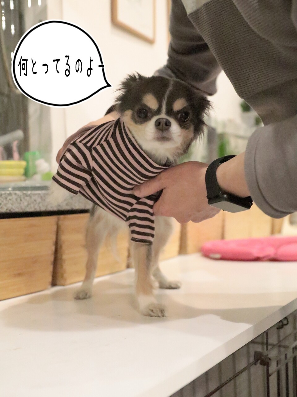 チワワ まりちゃんと 夫 たかシェフのおうちごはん と 白い犬 と チワワ Powered By ライブドアブログ チワワ まりちゃんと 夫 たかシェフのおうちごはん と 白い犬 と チワワ Powered By ライブドアブログ