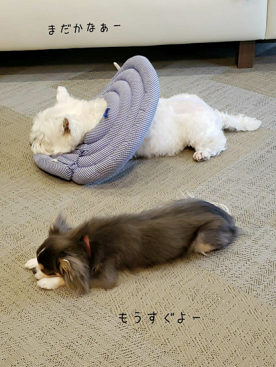 犬 ハンターまりちゃん たかシェフのおうちごはん と 白い犬 と チワワ Powered By ライブドアブログ 犬 ハンターまりちゃん たかシェフのおうちごはん と 白い犬 と チワワ Powered By ライブドアブログ