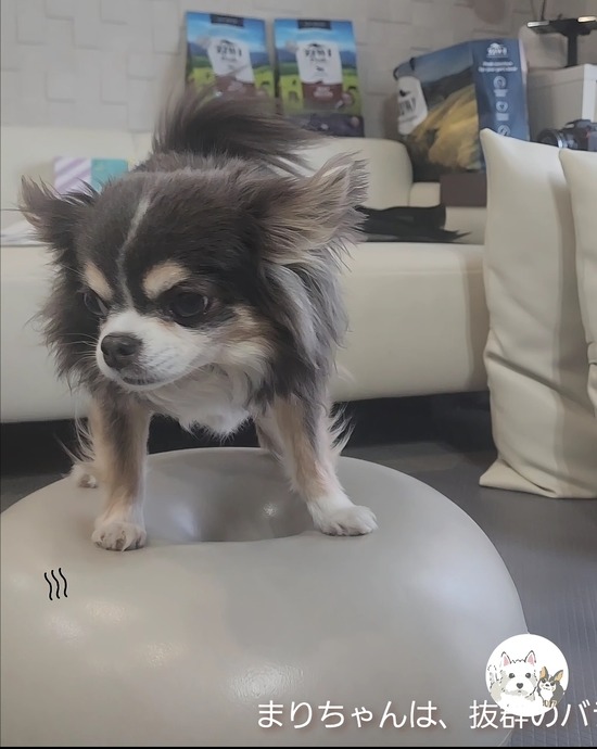 できる犬とできない犬