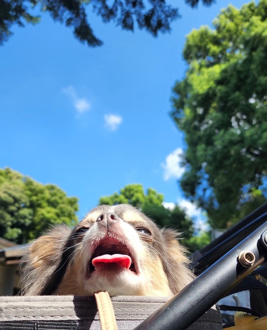 本日も晴天なり