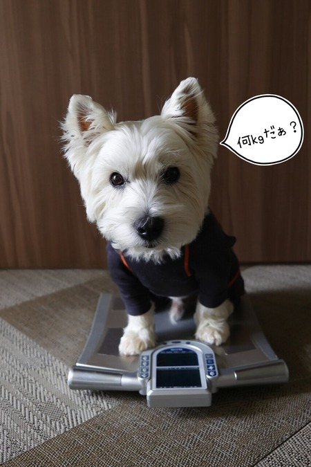 ドライフードに戻して一か月。体重は？