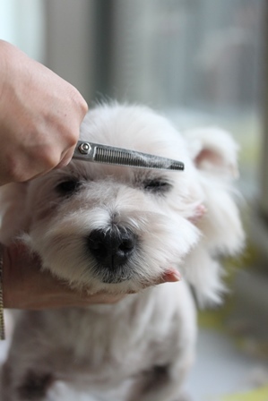 【犬日記】トリミング中で、喉をきられちゃったワンコの話。を聞いて思う。