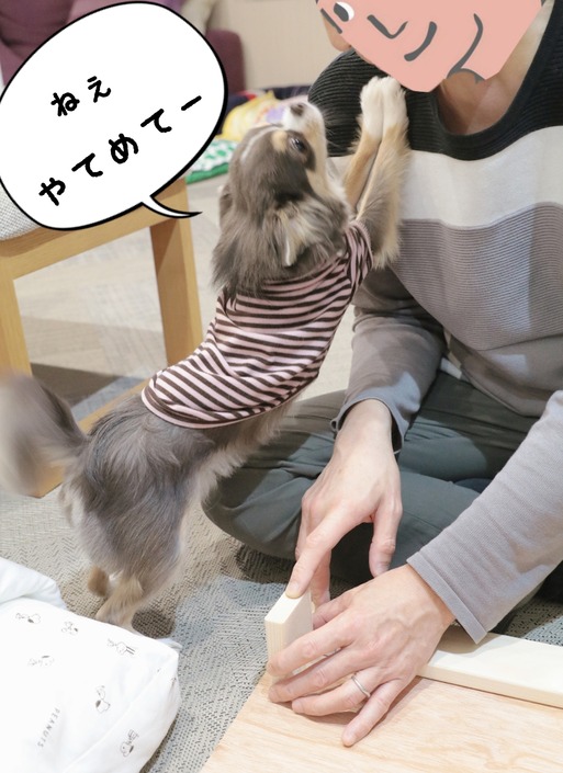 【チワワ】DIY　まりちゃんのベッド☺