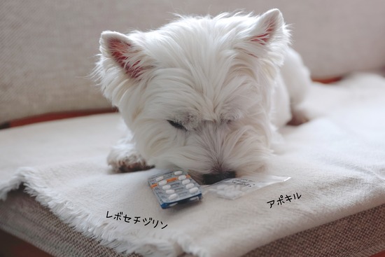 【アトピー性皮膚】今日の病院と、最近の経過