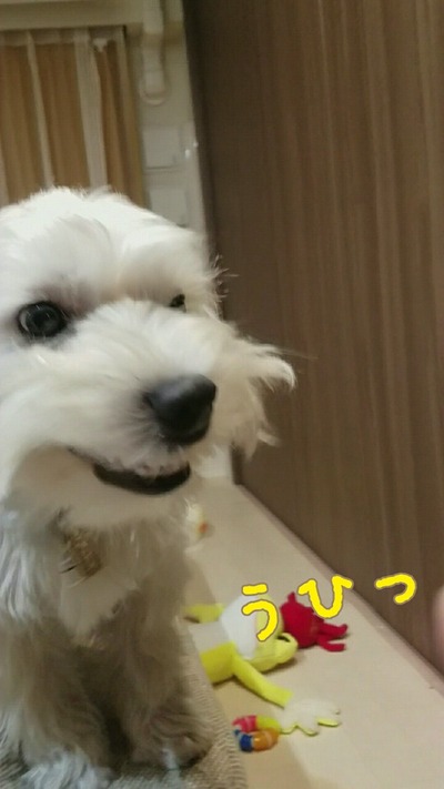【ブランカの日記】すま～いる。