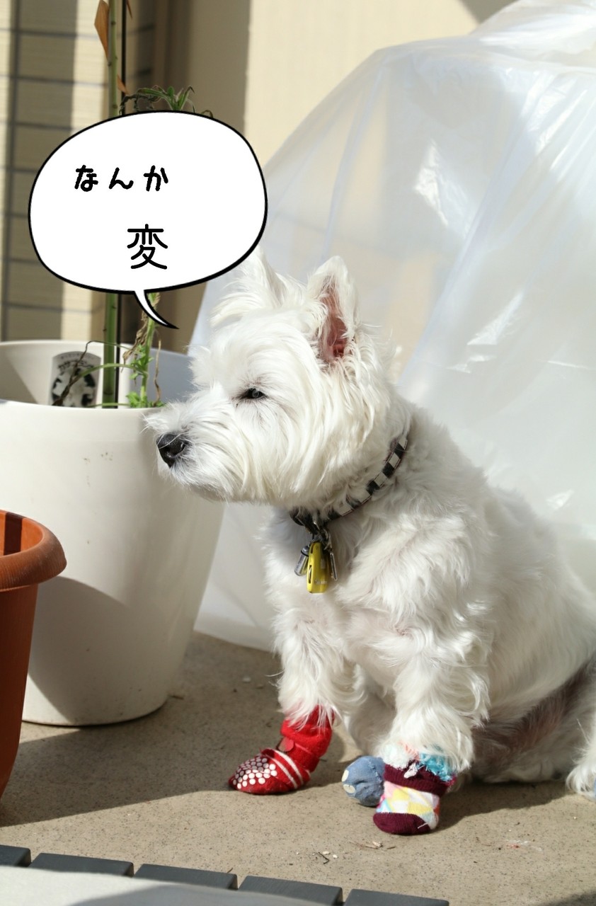 犬 ベランダ計画 たかシェフのおうちごはん と 白い犬 と チワワ Powered By ライブドアブログ