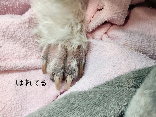 23-05-14-15-33-33-737_deco