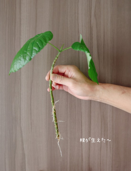 「もうダメ」と思った観葉植物から芽が！まりちゃんのご神木に認定しました