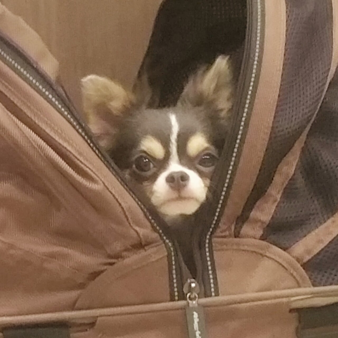 チワワ 誰だ チミは たかシェフのおうちごはん と 白い犬 と チワワ Powered By ライブドアブログ