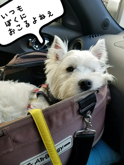 犬 ウエスティ