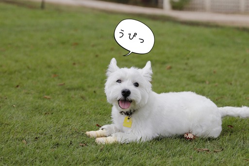 18-10-01-19-10-26-997_deco