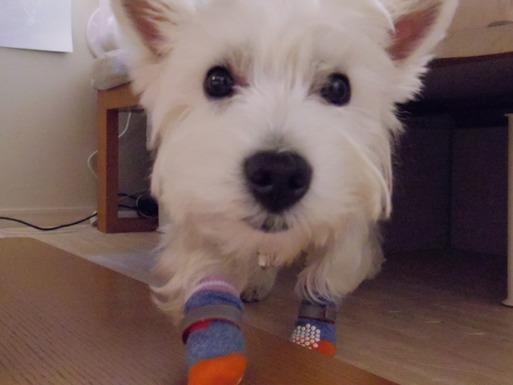 【犬】アレルギー検査の結果がでたぞ～～　　その①