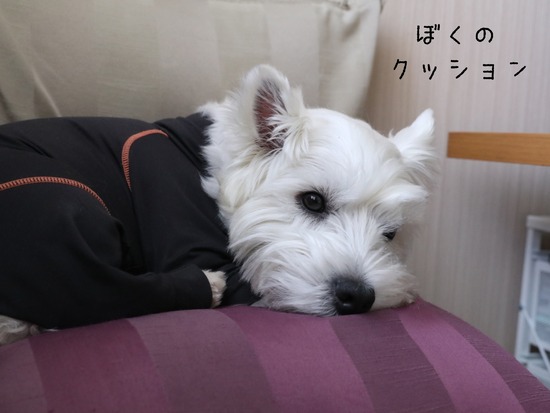 【犬】いつの間にか、ゆきちのクッションに！
