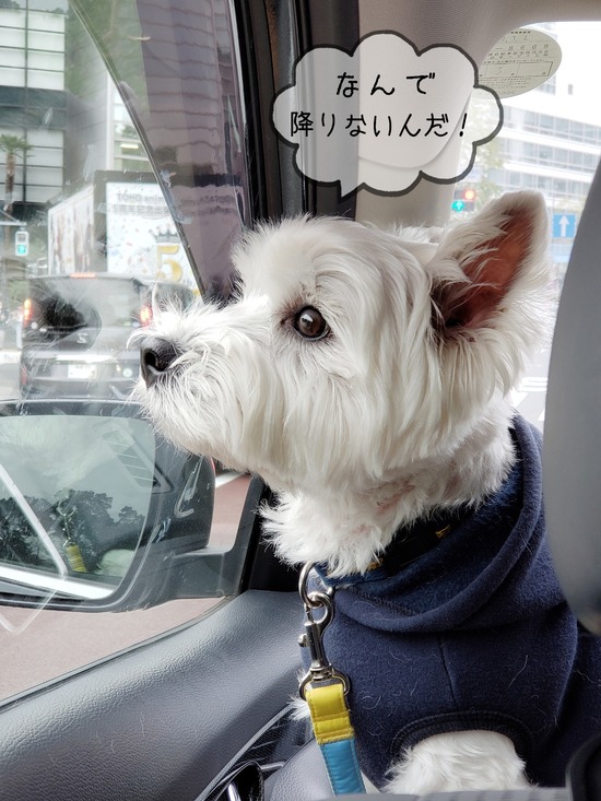 【ウエスティ】ドッグランに行きたい訴え