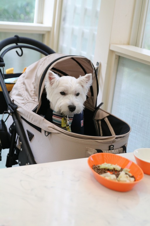 【犬旅】朝ごはんたべたぞ～