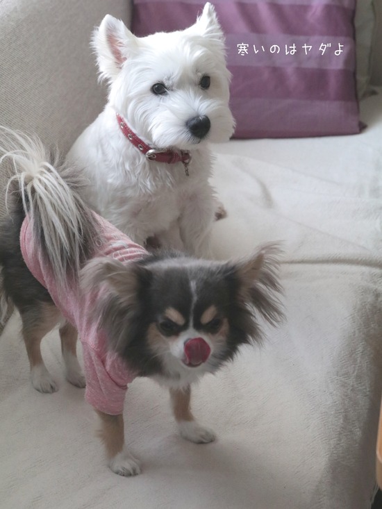 21-02-16-15-55-28-669_deco