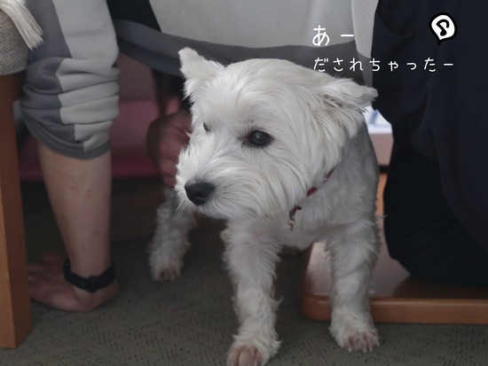 21-02-16-01-43-03-307_deco