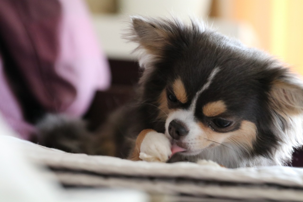 チワワ 猫犬 たかシェフのおうちごはん と 白い犬 と チワワ Powered By ライブドアブログ