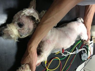 ブランカ引き取り