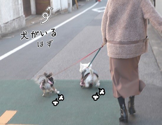 【犬】お散歩