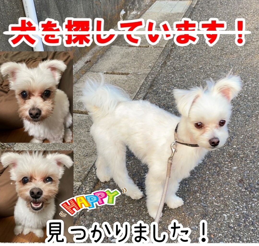 ご報告 千葉県若葉区 迷子犬 たかシェフのおうちごはん と 白い犬 と チワワ Powered By ライブドアブログ