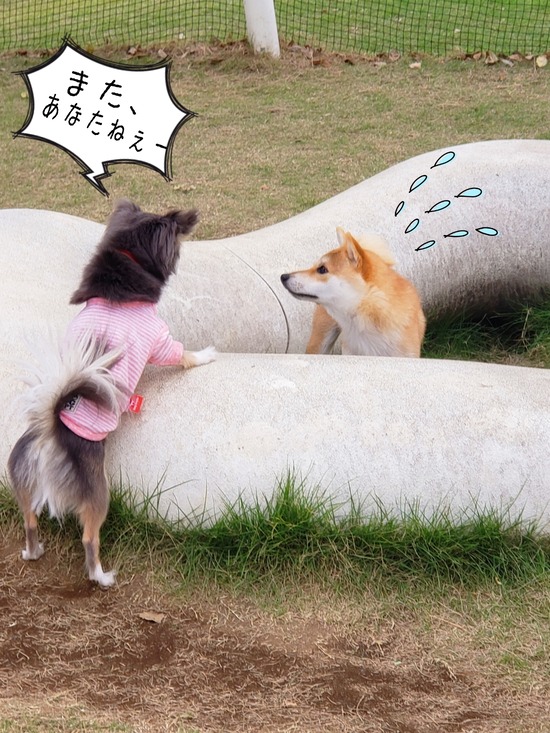 【犬】ドッグラン！