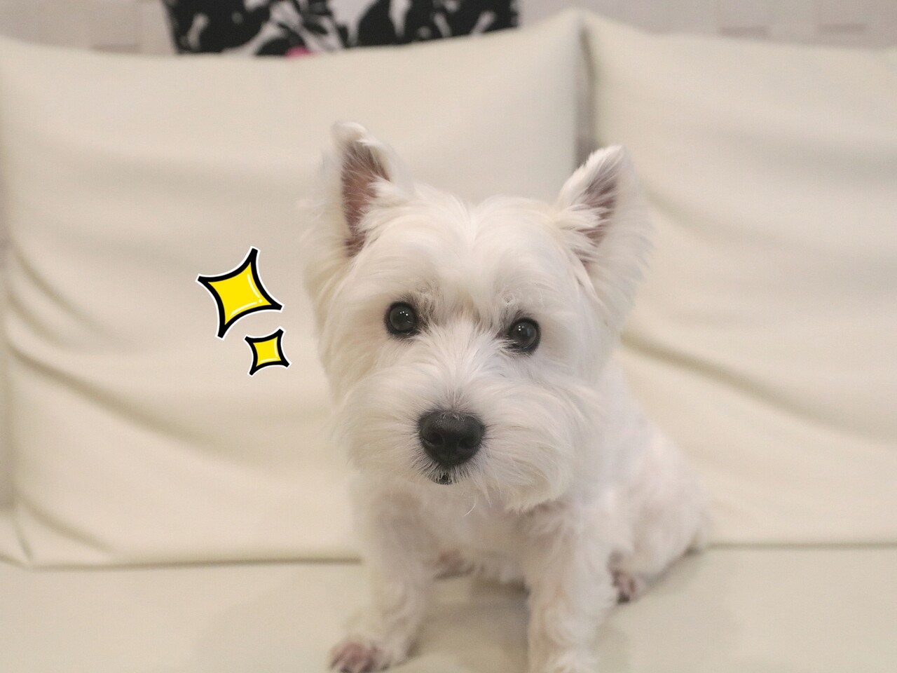 犬 言葉のわかる犬 たかシェフのおうちごはん と 白い犬 と チワワ Powered By ライブドアブログ 犬 言葉のわかる犬 たかシェフのおうちごはん と 白い犬 と チワワ Powered By ライブドアブログ